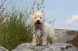 WESTIE 365